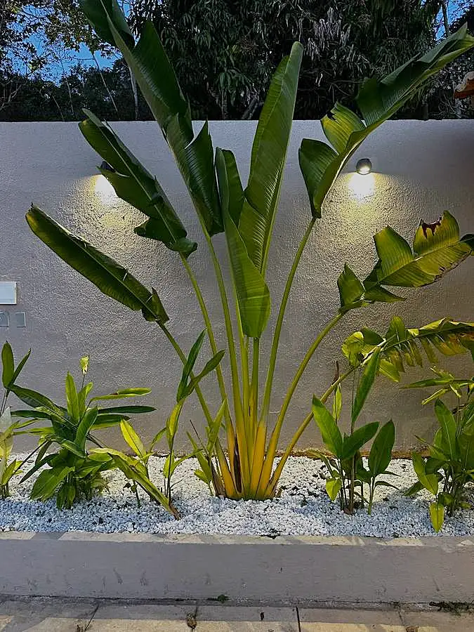 O jardim depois que escurece